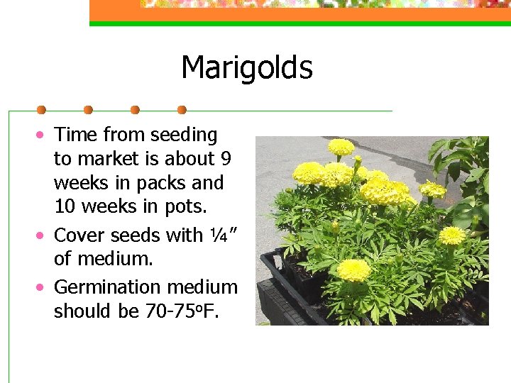 Marigolds • Time from seeding to market is about 9 weeks in packs and