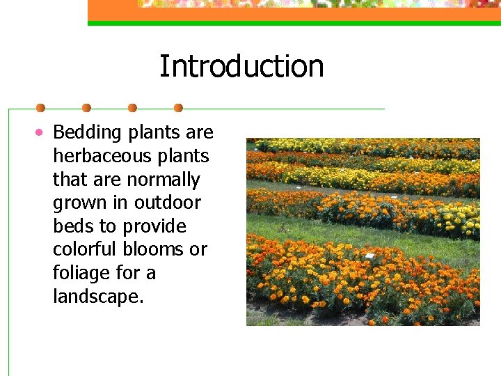 Introduction • Bedding plants are herbaceous plants that are normally grown in outdoor beds