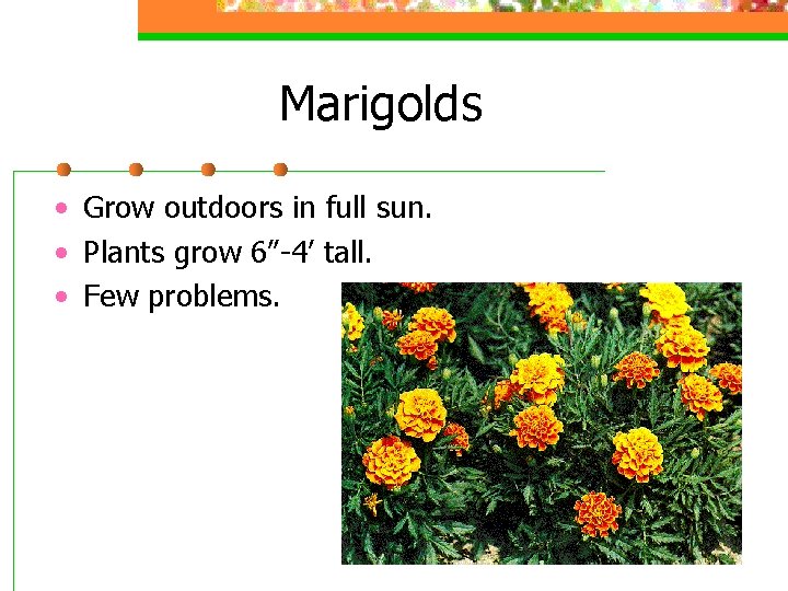 Marigolds • Grow outdoors in full sun. • Plants grow 6”-4’ tall. • Few