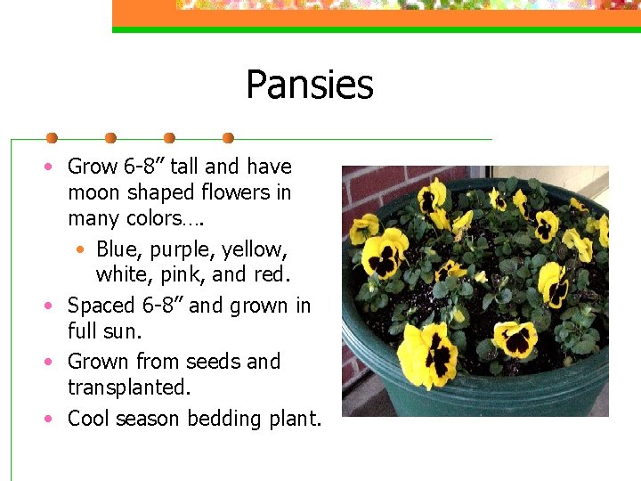 Pansies • Grow 6 -8” tall and have moon shaped flowers in many colors….
