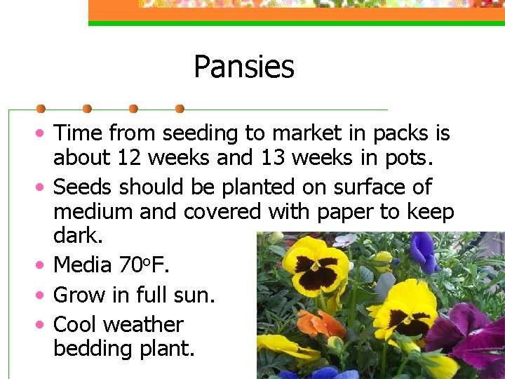 Pansies • Time from seeding to market in packs is about 12 weeks and