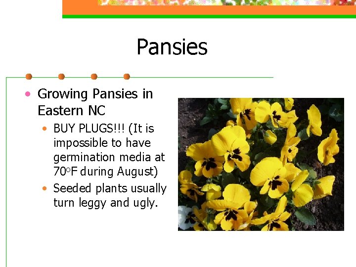 Pansies • Growing Pansies in Eastern NC • BUY PLUGS!!! (It is impossible to