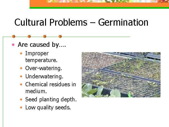 Cultural Problems – Germination • Are caused by…. • Improper temperature. • Over-watering. •