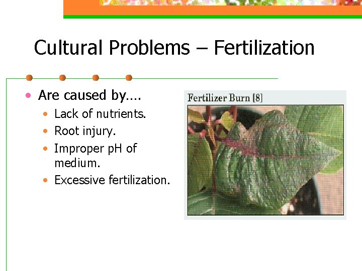 Cultural Problems – Fertilization • Are caused by…. • Lack of nutrients. • Root