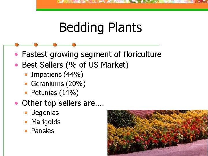 Bedding Plants • Fastest growing segment of floriculture • Best Sellers (% of US