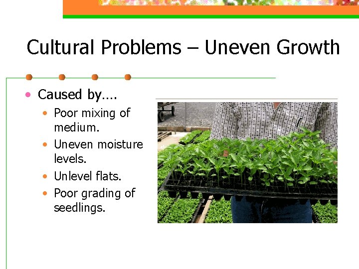 Cultural Problems – Uneven Growth • Caused by…. • Poor mixing of medium. •