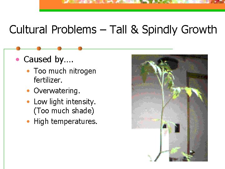 Cultural Problems – Tall & Spindly Growth • Caused by…. • Too much nitrogen