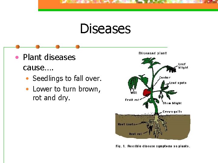 Diseases • Plant diseases cause…. • Seedlings to fall over. • Lower to turn