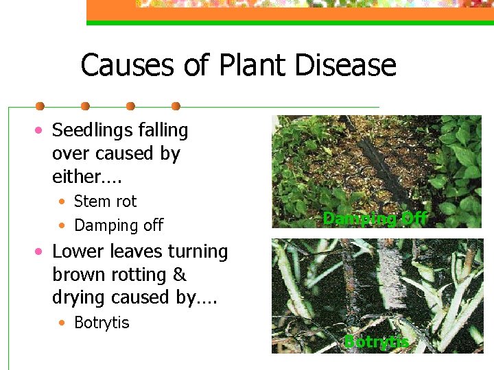 Causes of Plant Disease • Seedlings falling over caused by either…. • Stem rot