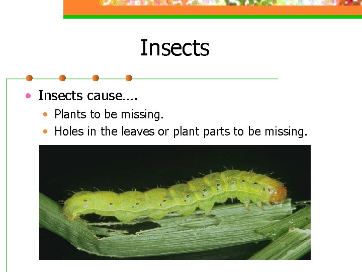 Insects • Insects cause…. • Plants to be missing. • Holes in the leaves