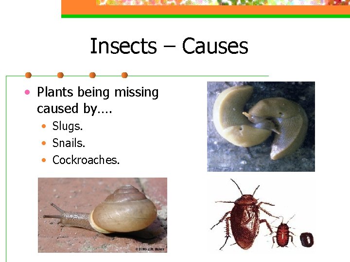 Insects – Causes • Plants being missing caused by…. • Slugs. • Snails. •