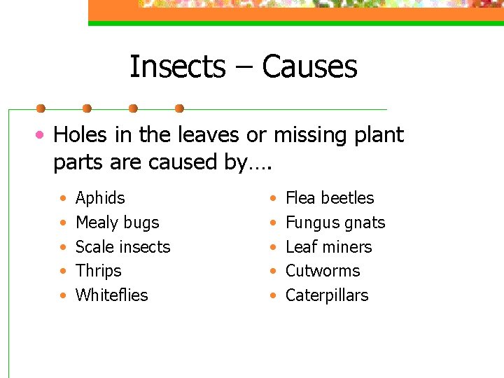 Insects – Causes • Holes in the leaves or missing plant parts are caused
