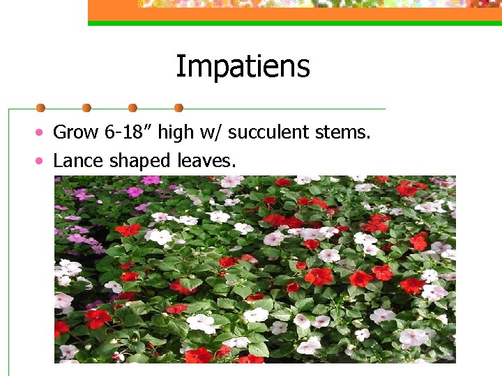 Impatiens • Grow 6 -18” high w/ succulent stems. • Lance shaped leaves. 