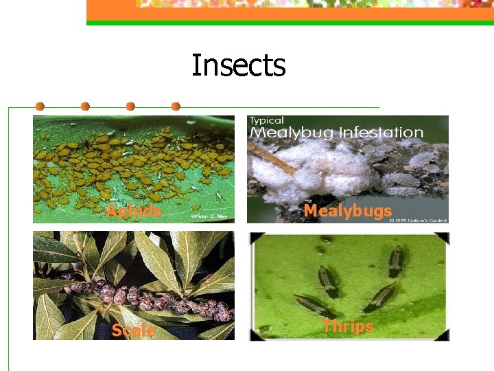 Insects Aphids Mealybugs Scale Thrips 