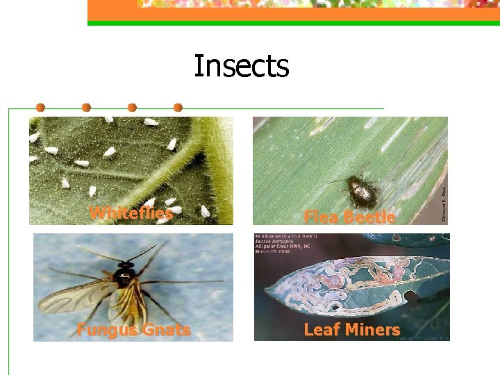 Insects Whiteflies Flea Beetle Fungus Gnats Leaf Miners 