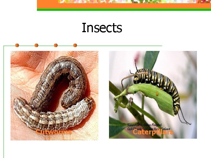 Insects Cutworms Caterpillars 