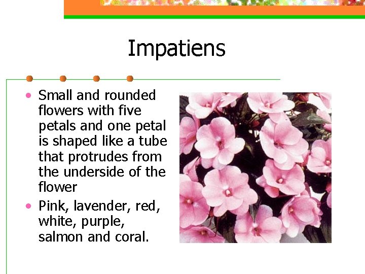 Impatiens • Small and rounded flowers with five petals and one petal is shaped