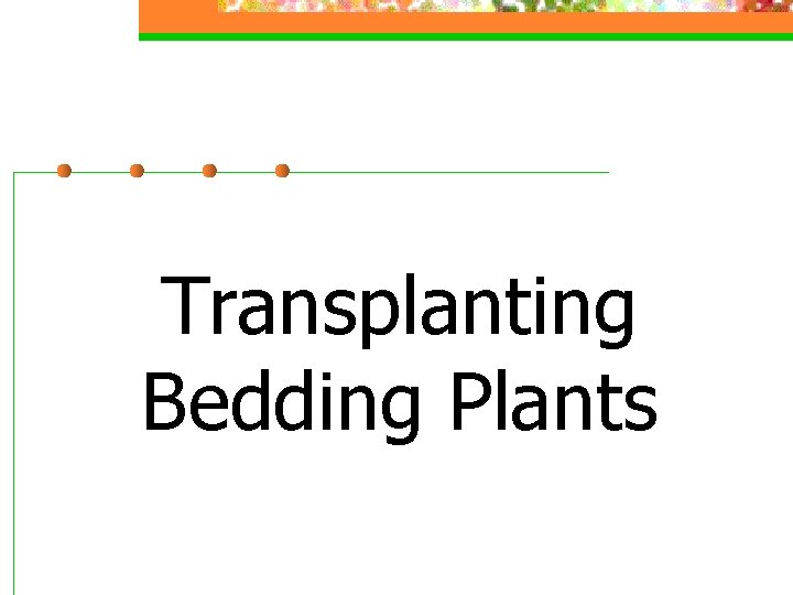 Transplanting Bedding Plants 