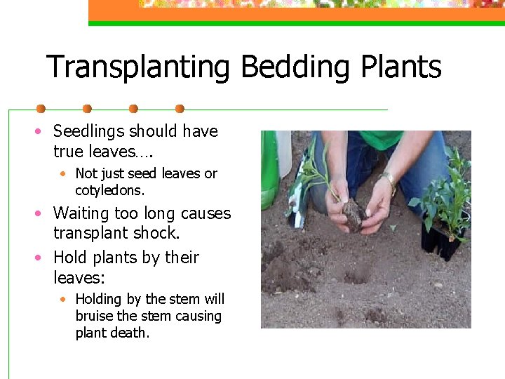Transplanting Bedding Plants • Seedlings should have true leaves…. • Not just seed leaves