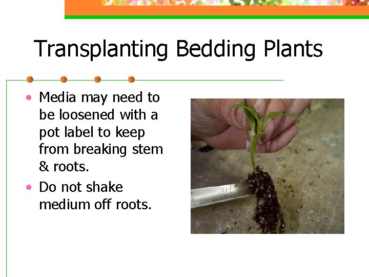 Transplanting Bedding Plants • Media may need to be loosened with a pot label