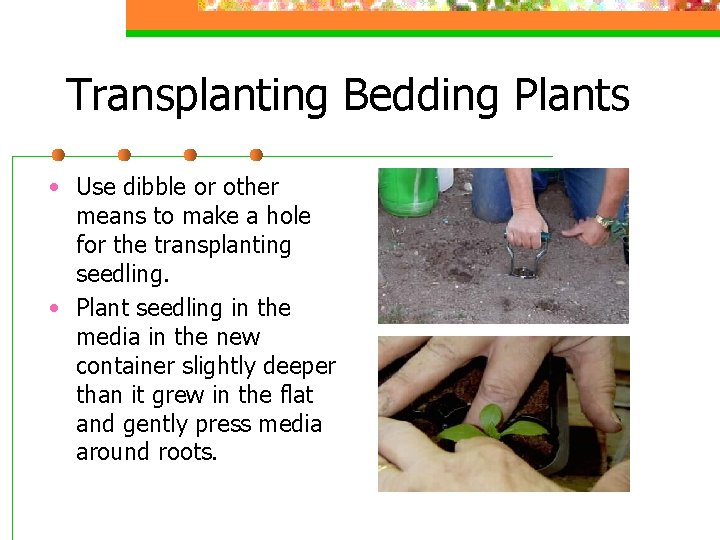 Transplanting Bedding Plants • Use dibble or other means to make a hole for