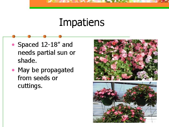 Impatiens • Spaced 12 -18” and needs partial sun or shade. • May be