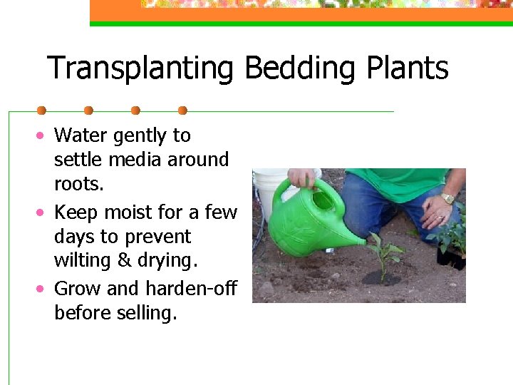 Transplanting Bedding Plants • Water gently to settle media around roots. • Keep moist