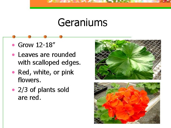 Geraniums • Grow 12 -18” • Leaves are rounded with scalloped edges. • Red,