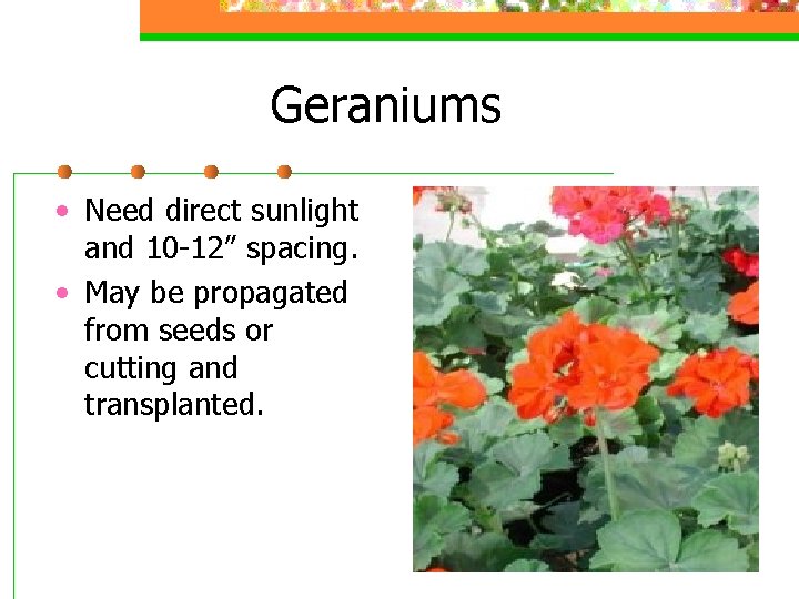 Geraniums • Need direct sunlight and 10 -12” spacing. • May be propagated from