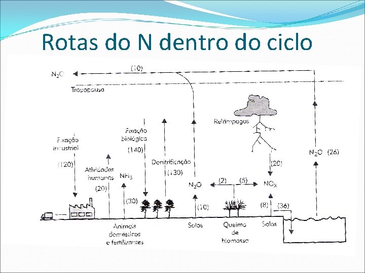 Rotas do N dentro do ciclo 