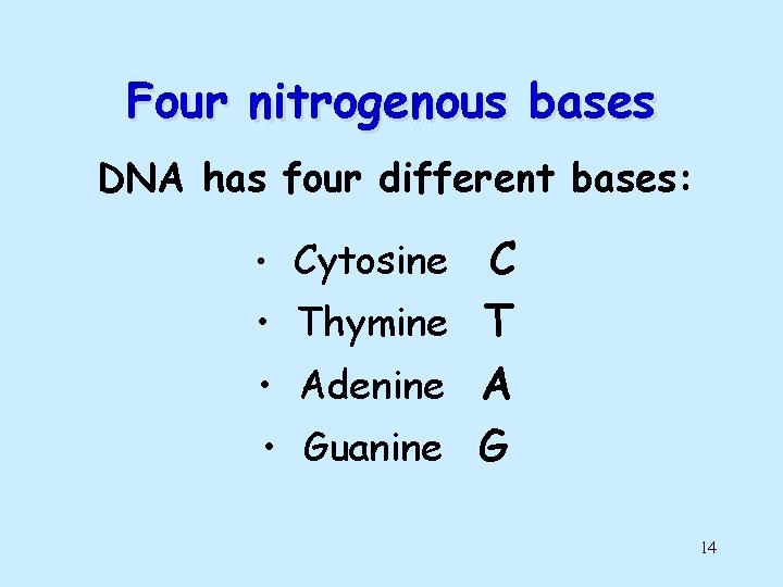 Four nitrogenous bases DNA has four different bases: C • Thymine T • Adenine