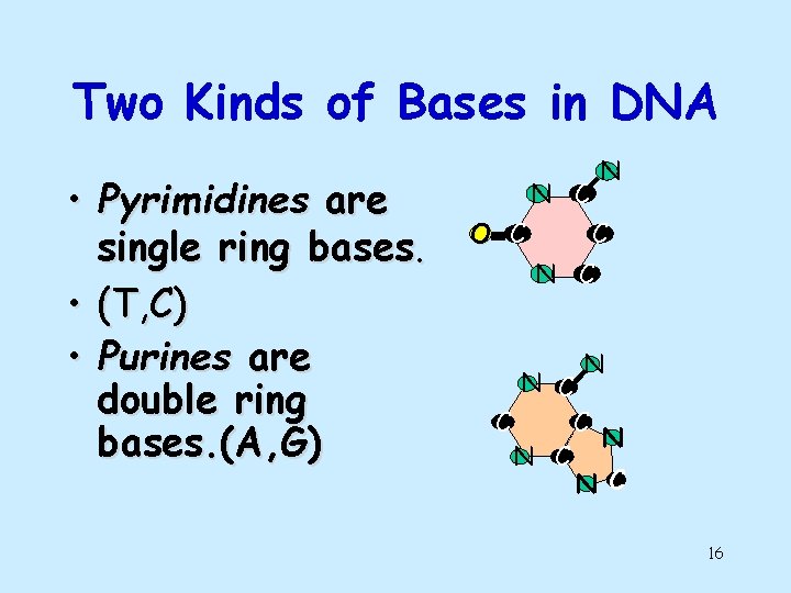 Two Kinds of Bases in DNA • Pyrimidines are single ring bases. • (T,