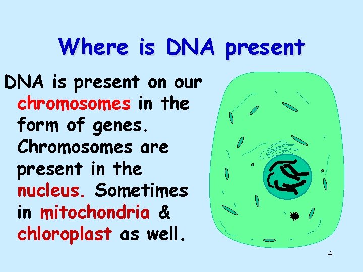 Where is DNA present DNA is present on our chromosomes in the form of