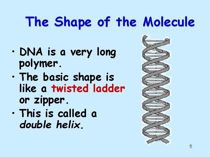 The Shape of the Molecule • DNA is a very long polymer. • The