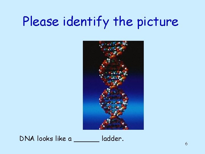 Please identify the picture DNA looks like a ______ ladder. 6 