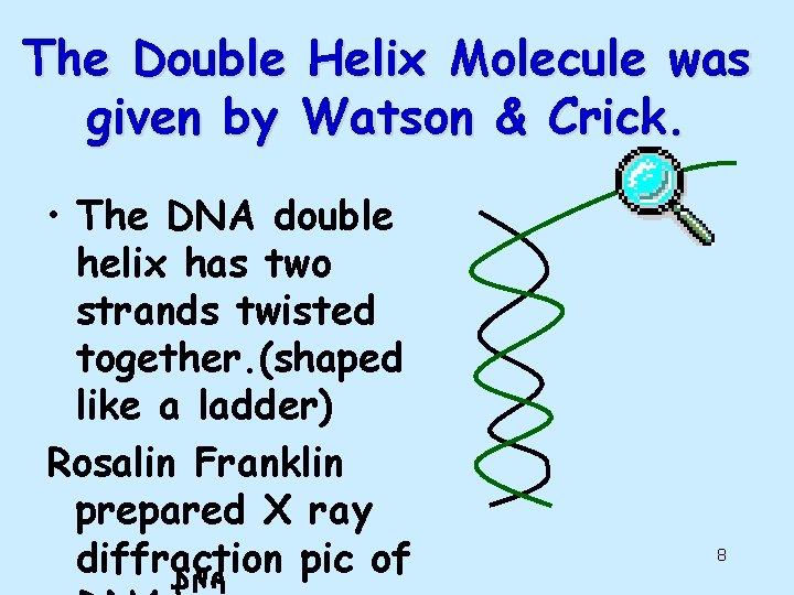 The Double Helix Molecule was given by Watson & Crick. • The DNA double