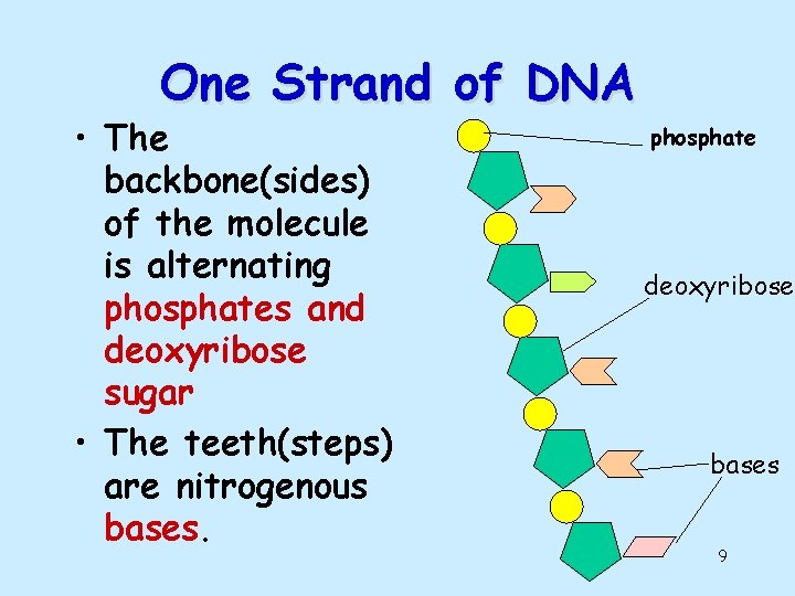 One Strand of DNA • The backbone(sides) of the molecule is alternating phosphates and