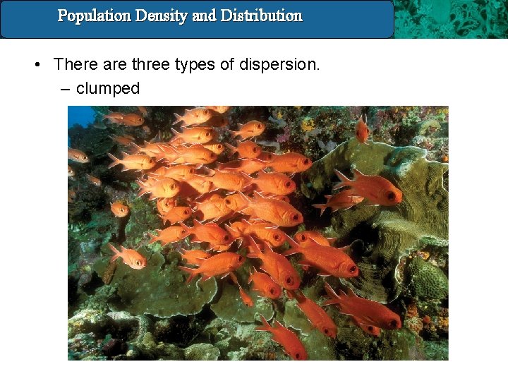 Population Density and Distribution 14. 3 Population Density And Distribution • There are three