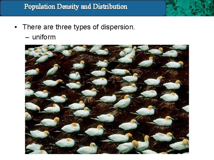 Population Density and Distribution 14. 3 Population Density And Distribution • There are three