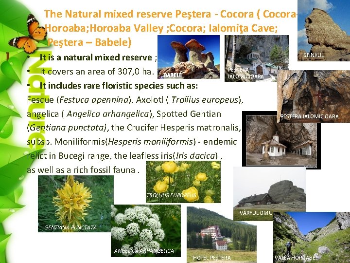 The Natural mixed reserve Peştera - Cocora ( Cocora. Horoaba; Horoaba Valley ; Cocora;