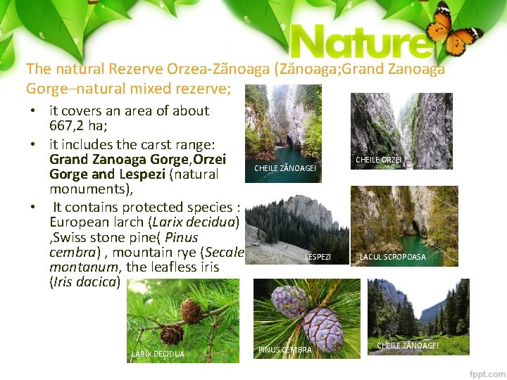 The natural Rezerve Orzea-Zãnoaga (Zănoaga; Grand Zanoaga Gorge–natural mixed rezerve; • it covers an