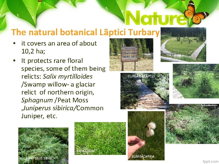 The natural botanical Lãptici Turbary • it covers an area of about 10, 2