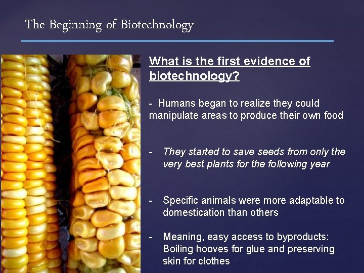 The Beginning of Biotechnology What is the first evidence of biotechnology? - Humans began