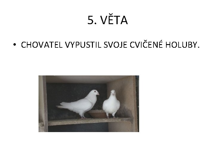 5. VĚTA • CHOVATEL VYPUSTIL SVOJE CVIČENÉ HOLUBY. 