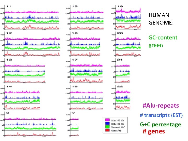 HUMAN GENOME: GC-content green #Alu-repeats # transcripts (EST) G+C percentage # genes 