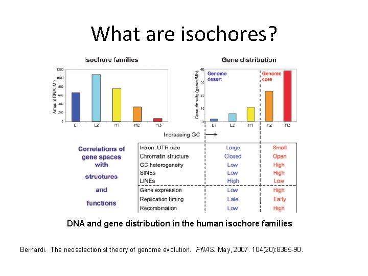 What are isochores? DNA and gene distribution in the human isochore families Bernardi. The