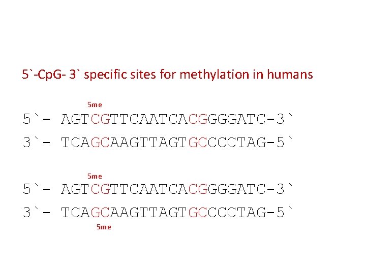 5`-Cp. G- 3` specific sites for methylation in humans 5 me 5`- AGTCGTTCAATCACGGGGATC-3` 3`-