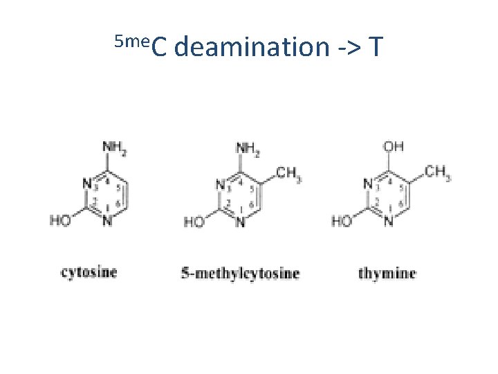 5 me. C deamination -> T 