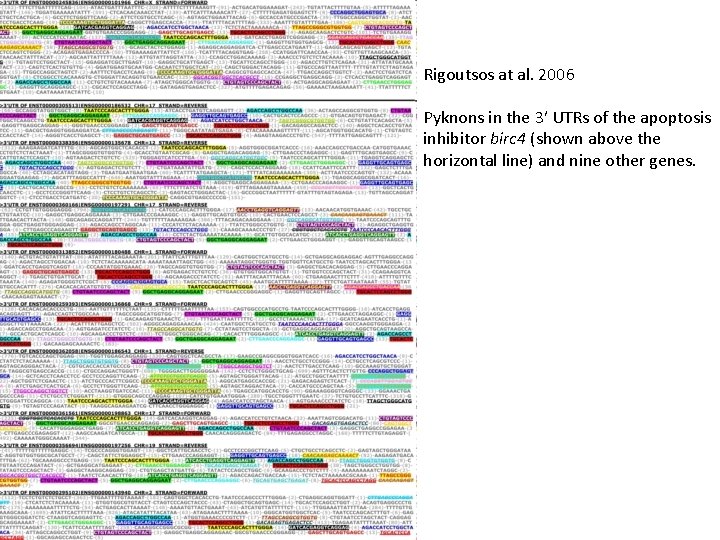 Rigoutsos at al. 2006 Pyknons in the 3′ UTRs of the apoptosis inhibitor birc