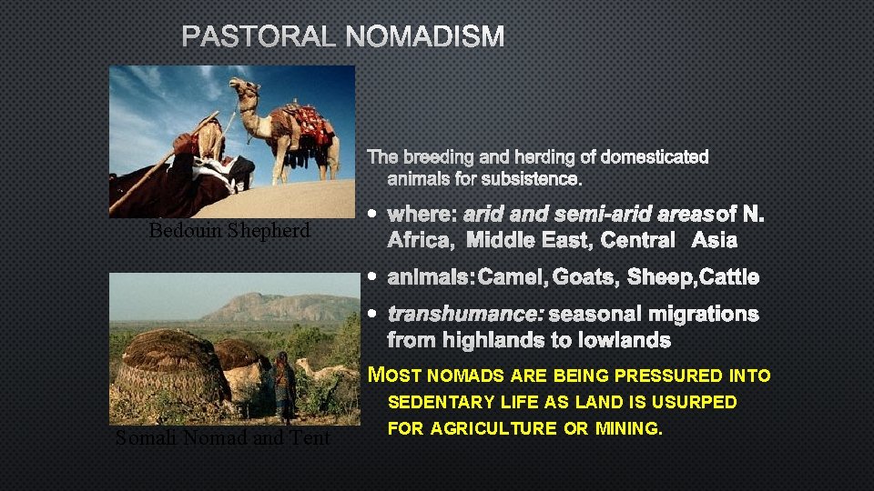 PASTORAL NOMADISM THE BREEDING AND HERDING OF DOMESTICATED ANIMALS FOR SUBSISTENCE. Bedouin Shepherd ·